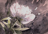 White peony flower