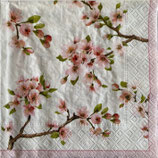EAY1中　F05　414-SAKU       SAKURA　　再入荷