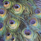 SI27中　F67-1　13315025　Peacock　feathers