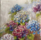 SP小8　F07   12519560  Hydragea shades