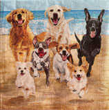 SP小8　F108-2   　125003345  Release the Hounds