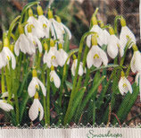 SI27中　F40　　13316205　Galanthus