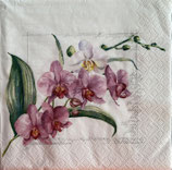 SI28中　　F42　　367836　　Orchidee Pink