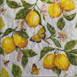 SP小8　F11　　12520365　　French lemons