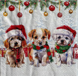 SPX小3　X41-1　32520090　Funny　cute puppies