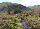 Highland heather