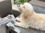 Hundehandschuh