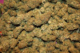 Gala 16g