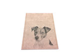Jack Russell Terrier