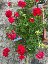 Geranium im Kistli