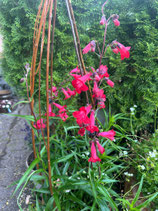 Glockenförmiger Bartfaden (Penstemon)