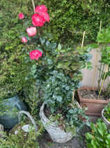 Rose im Korb