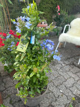 Blumbago mit Topf