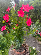 Dipladenia Pink