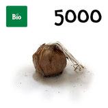 5 000 Bio Knollen Grösse 11+