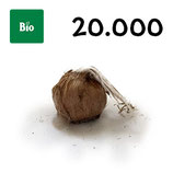 20 000 Bio Knollen Grösse 11+