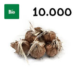 10 000 Bio Knollen Grösse 9-10