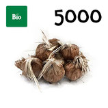 5 000 Bio Knollen Grösse 9-10