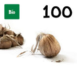 100 Bio Knollen Grösse 10-11