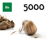 5 000 organic bulbs 10-11