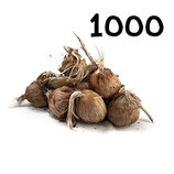 1 000 regular bulbs size 10+