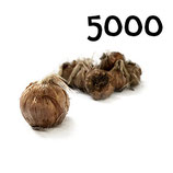 5 000 regular bulbs size 11+