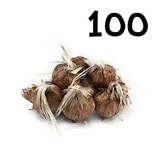 100 regular bulbs size 7-8