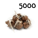 5 000 regular bulbs size 7-8
