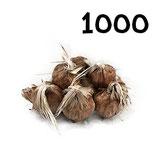 1 000 regular bulbs size 7-8