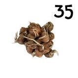 35 regular bulbs size 8-9