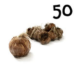 50 regular bulbs size 11+