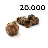 20 000 regular bulbs size 11+