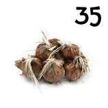 35 regular bulbs size 7-8