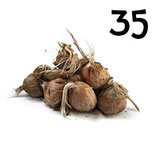 35 regular bulbs size 10-11