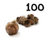 100 regular bulbs size 11+