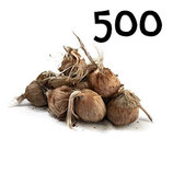 500 regular bulbs size 10-11