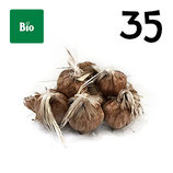 35 organic bulbs 9-10