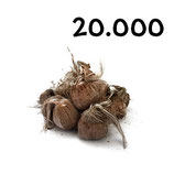 20 000 regular bulbs size 9-10