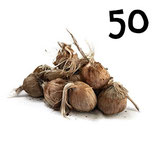 50 regular bulbs size 10-11