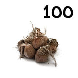 100 regular bulbs size 9-10
