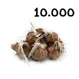 10 000 regular bulbs size 7-8