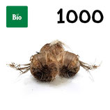 1 000 organic bulbs 8-9