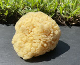 All Natural Dead Sea Sponge