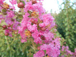 LAGERSTROEMIA INDICA ROSEA - Lilas des Indes