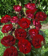 Rosier "Rose de Cahors®" rouge ---