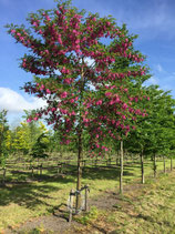 Acacia à fleurs rouges - Robinier pseudoacacia "casque rouge®" / RACINES NUES