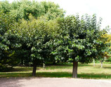 Mûrier-platane - Morus Platanifolia "Fruitless" -