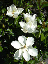 MAGNOLIA GRANDIFLORA "GALISSONIENSIS PRAECOX" (="GOLIATH") -