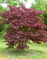 CERCIS CANADENSIS "FOREST PANSY" -