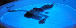 Gutschein für 90 min FLOATING